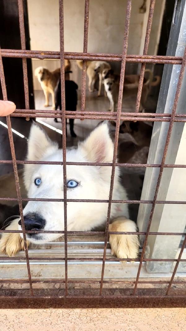 Donut, meravigliosa Husky Foto 3